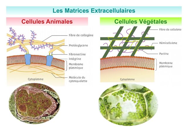 Cellules Végétales
Cellules Animales
Les Matrices Extracellulaires
