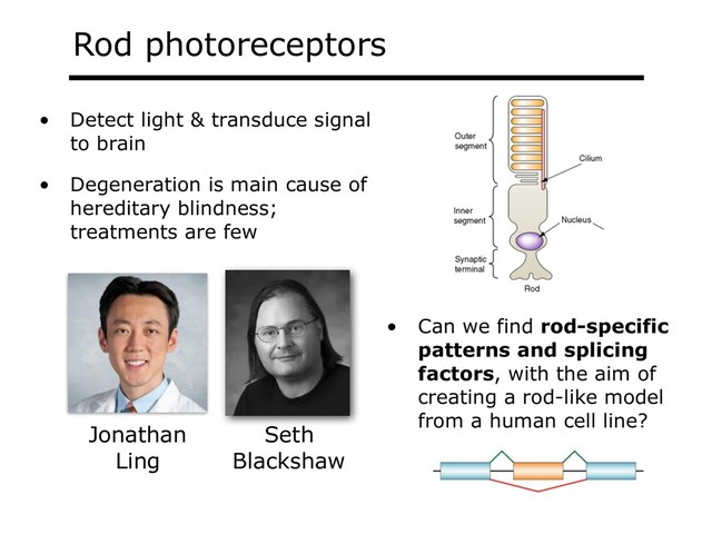Rod photoreceptors
Jonathan
Ling
Seth
Blackshaw
• Detect light & transduce signal
to brain
• Degeneration is main cause of
hereditary blindness;
treatments are few
• Can we find rod-specific
patterns and splicing
factors, with the aim of
creating a rod-like model
from a human cell line?

