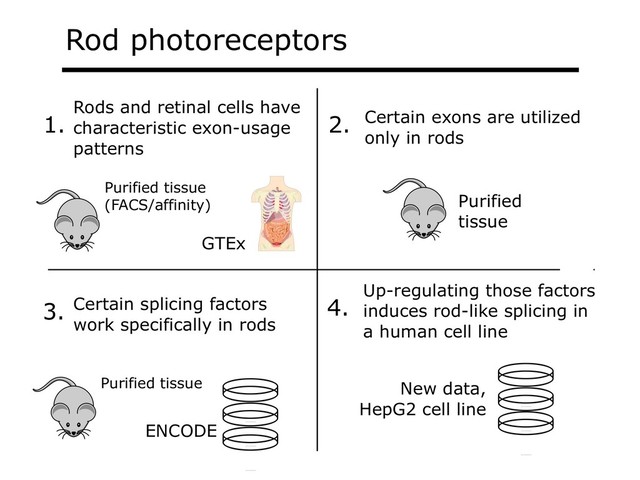 Rod photoreceptors
Rods and retinal cells have
characteristic exon-usage
patterns
1.
Purified tissue
(FACS/affinity)
Certain exons are utilized
only in rods
2.
Purified
tissue
Certain splicing factors
work specifically in rods
3.
GTEx
Purified tissue
ENCODE
Up-regulating those factors
induces rod-like splicing in
a human cell line
4.
New data,
HepG2 cell line
