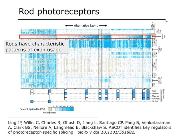 Ling JP, Wilks C, Charles R, Ghosh D, Jiang L, Santiago CP, Pang B, Venkataraman
A, Clark BS, Nellore A, Langmead B, Blackshaw S. ASCOT identifies key regulators
of photoreceptor-specific splicing. bioRxiv doi:10.1101/501882.
Rods have characteristic
patterns of exon usage
Rod photoreceptors
