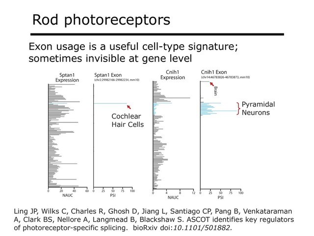 Rod photoreceptors
Exon usage is a useful cell-type signature;
sometimes invisible at gene level
Ling JP, Wilks C, Charles R, Ghosh D, Jiang L, Santiago CP, Pang B, Venkataraman
A, Clark BS, Nellore A, Langmead B, Blackshaw S. ASCOT identifies key regulators
of photoreceptor-specific splicing. bioRxiv doi:10.1101/501882.
Cochlear
Hair Cells
Pyramidal
Neurons
