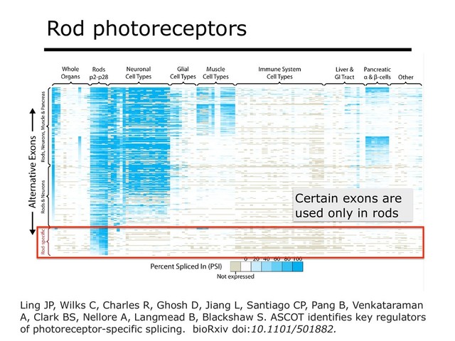 Certain exons are
used only in rods
Rod photoreceptors
Ling JP, Wilks C, Charles R, Ghosh D, Jiang L, Santiago CP, Pang B, Venkataraman
A, Clark BS, Nellore A, Langmead B, Blackshaw S. ASCOT identifies key regulators
of photoreceptor-specific splicing. bioRxiv doi:10.1101/501882.
