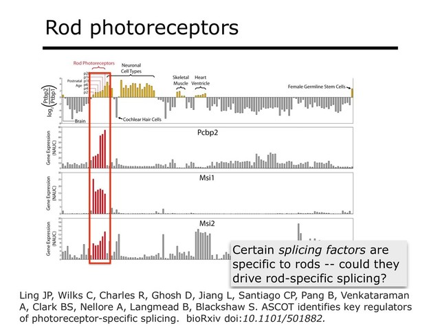 Certain splicing factors are
specific to rods -- could they
drive rod-specific splicing?
Rod photoreceptors
Ling JP, Wilks C, Charles R, Ghosh D, Jiang L, Santiago CP, Pang B, Venkataraman
A, Clark BS, Nellore A, Langmead B, Blackshaw S. ASCOT identifies key regulators
of photoreceptor-specific splicing. bioRxiv doi:10.1101/501882.
