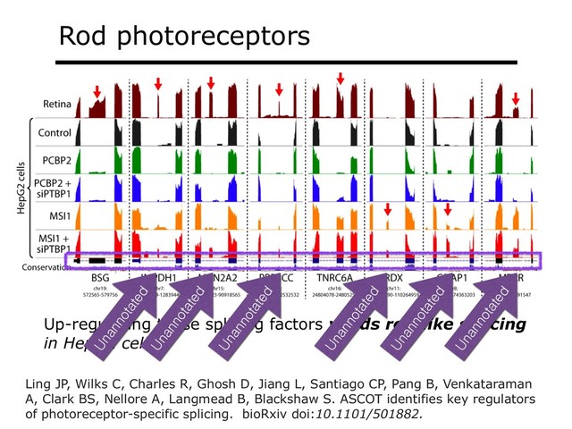 Rod photoreceptors
Up-regulating those splicing factors yields rod-like splicing
in HepG2 cells
Unannotated
Unannotated
Unannotated
Unannotated
Unannotated
Unannotated
Ling JP, Wilks C, Charles R, Ghosh D, Jiang L, Santiago CP, Pang B, Venkataraman
A, Clark BS, Nellore A, Langmead B, Blackshaw S. ASCOT identifies key regulators
of photoreceptor-specific splicing. bioRxiv doi:10.1101/501882.
