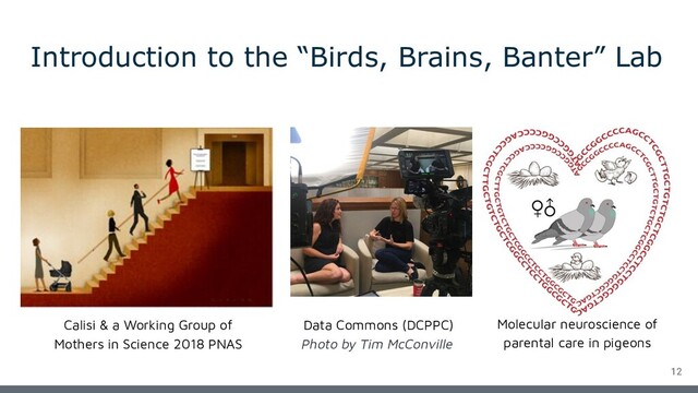 Introduction to the “Birds, Brains, Banter” Lab
12
Calisi & a Working Group of
Mothers in Science 2018 PNAS
Data Commons (DCPPC)
Photo by Tim McConville
Molecular neuroscience of
parental care in pigeons
