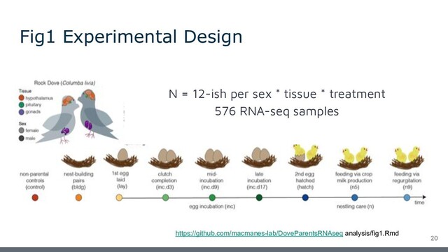 Fig1 Experimental Design
20
https://github.com/macmanes-lab/DoveParentsRNAseq analysis/fig1.Rmd
N = 12-ish per sex * tissue * treatment
576 RNA-seq samples
