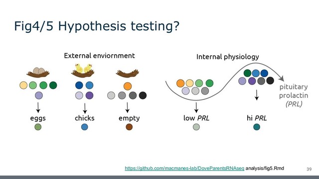 Fig4/5 Hypothesis testing?
https://github.com/macmanes-lab/DoveParentsRNAseq analysis/fig5.Rmd 39

