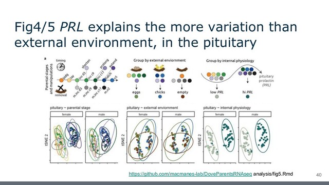 Fig4/5 PRL explains the more variation than
external environment, in the pituitary
https://github.com/macmanes-lab/DoveParentsRNAseq analysis/fig5.Rmd 40
