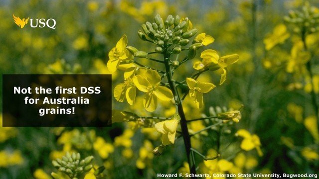 Not the first DSS
for Australia
grains!
Howard F. Schwartz, Colorado State University, Bugwood.org
