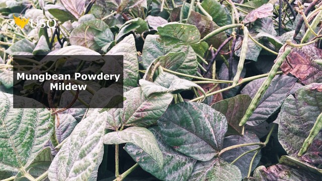 Mungbean Powdery
Mildew
