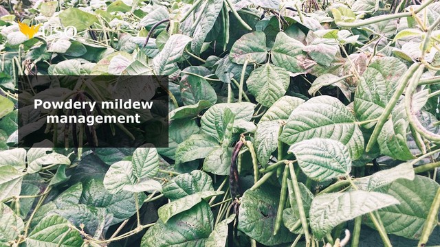 Powdery mildew
management
