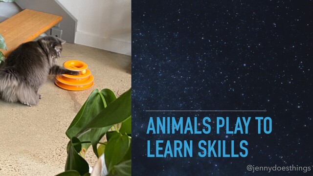 ANIMALS PLAY TO
LEARN SKILLS
@jennydoesthings
