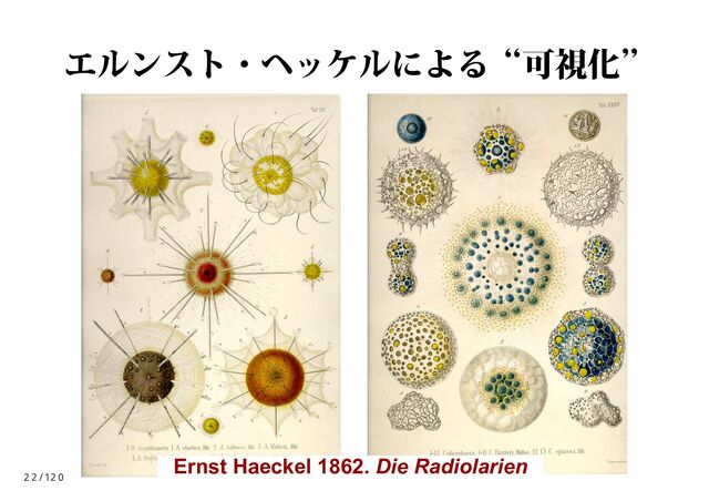 エルンスト・ヘッケルによる“可視化”
Ernst Haeckel 1862. Die Radiolarien
