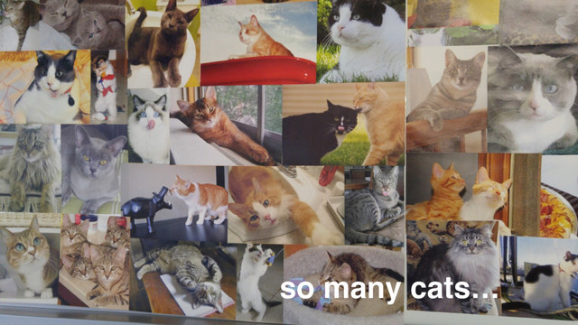 @kwugirl
so many cats…
