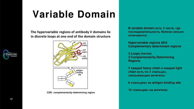 12
Variable Domain
В variable domain есть 3 части, где
последовательность белков сильно
отличаются;
Hypervariable regions AKA
Complementary determinant regions
3 Loops (петли)
3 Complementarity Determining
Regions
У каждой heavy chain и каждой light
chain есть по 3 «пальца»,
связывающих антигены
6 «пальцев» на antigen binding site
12 «пальцев» на антитело
