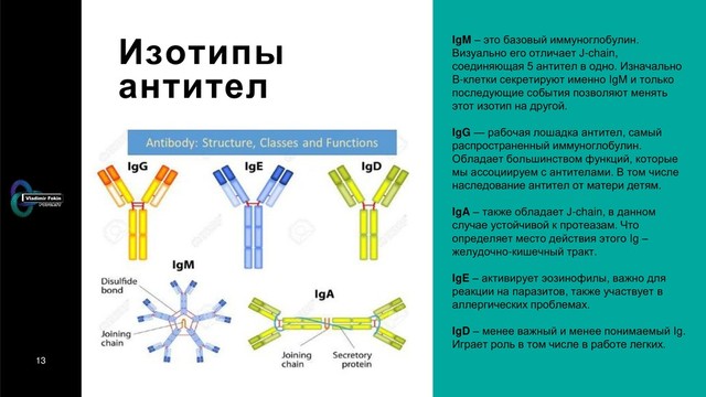 13
Изотипы
антител
IgM – это базовый иммуноглобулин.
Визуально его отличает J-chain,
соединяющая 5 антител в одно. Изначально
B-клетки секретируют именно IgM и только
последующие события позволяют менять
этот изотип на другой.
IgG — рабочая лошадка антител, самый
распространенный иммуноглобулин.
Обладает большинством функций, которые
мы ассоциируем с антителами. В том числе
наследование антител от матери детям.
IgA – также обладает J-chain, в данном
случае устойчивой к протеазам. Что
определяет место действия этого Ig –
желудочно-кишечный тракт.
IgE – активирует эозинофилы, важно для
реакции на паразитов, также участвует в
аллергических проблемах.
IgD – менее важный и менее понимаемый Ig.
Играет роль в том числе в работе легких.

