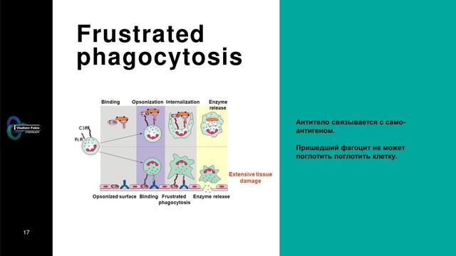17
Frustrated
phagocytosis
Антитело связывается с само-
антигеном.
Пришедший фагоцит не может
поглотить поглотить клетку.

