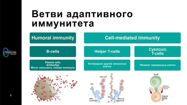 6
Ветви адаптивного
иммунитета
Humoral immunity
B-cells
Plasma cells
Antibodies
Могут связывать любую молекулу
Cell-mediated immunity
Helper T-cells
Активируют другие иммунные
клетки
Cytotoxic
T-cells
Убивают зараженные клетки
