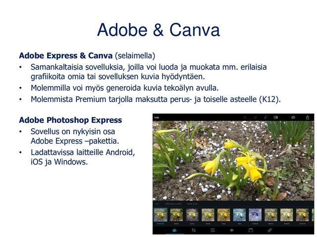 Adobe & Canva
Adobe Express & Canva (selaimella)
• Samankaltaisia sovelluksia, joilla voi luoda ja muokata mm. erilaisia
grafiikoita omia tai sovelluksen kuvia hyödyntäen.
• Molemmilla voi myös generoida kuvia tekoälyn avulla.
• Molemmista Premium tarjolla maksutta perus- ja toiselle asteelle (K12).
Adobe Photoshop Express
• Sovellus on nykyisin osa
Adobe Express –pakettia.
• Ladattavissa laitteille Android,
iOS ja Windows.
