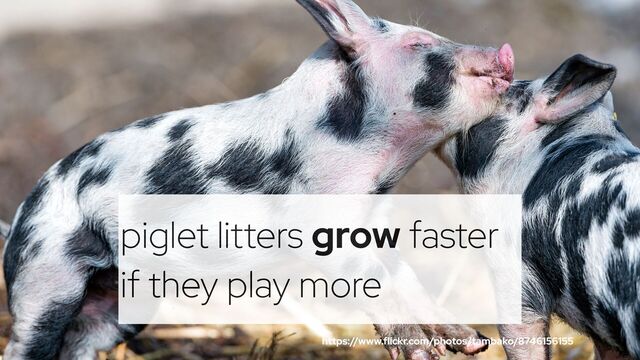 @holly_cummins #RedHat
piglet litters grow faster
if they play more
https://www.flickr.com/photos/tambako/8746156155
