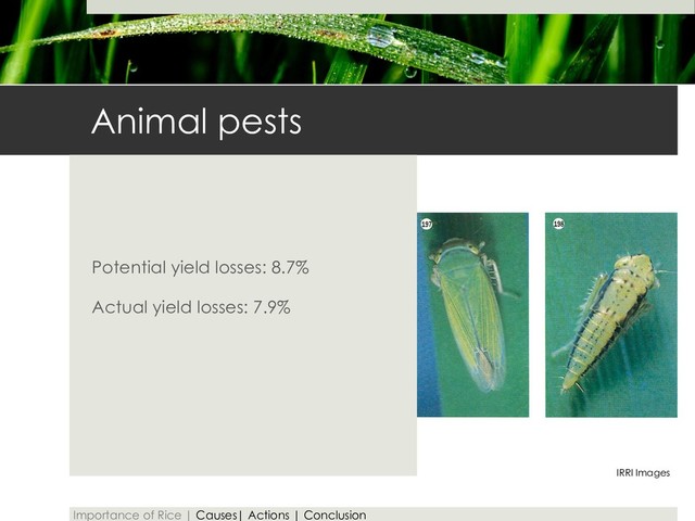 Animal pests
Potential yield losses: 8.7%
Actual yield losses: 7.9%
Importance of Rice | Causes| Actions | Conclusion
IRRI Images
