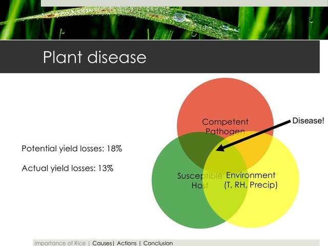 Plant disease
Competent
Pathogen
Susceptible
Host
Environment
(T, RH, Precip)
Disease!
Potential yield losses: 18%
Actual yield losses: 13%
Importance of Rice | Causes| Actions | Conclusion

