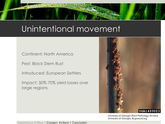 Unintentional movement
Continent: North America
Pest: Black Stem Rust
Introduced: European Settlers
Impact: 50%-70% yield losses over
large regions
Importance of Rice | Causes| Actions | Conclusion
University of Georgia Plant Pathology Archive,
University of Georgia, Bugwood.org
