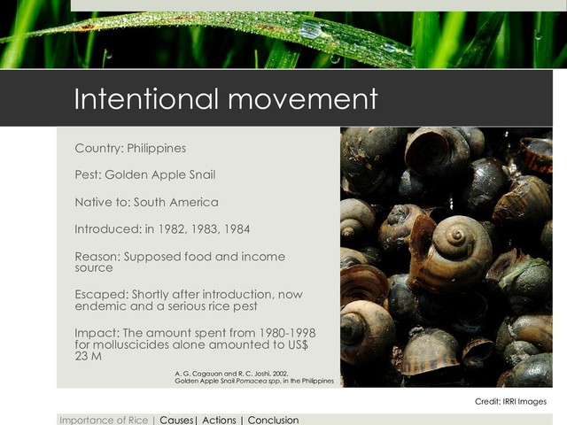 Intentional movement
Country: Philippines
Pest: Golden Apple Snail
Native to: South America
Introduced: in 1982, 1983, 1984
Reason: Supposed food and income
source
Escaped: Shortly after introduction, now
endemic and a serious rice pest
Impact: The amount spent from 1980-1998
for molluscicides alone amounted to US$
23 M
Credit: IRRI Images
A. G. Cagauan and R. C. Joshi. 2002.
Golden Apple Snail Pomacea spp. in the Philippines
Importance of Rice | Causes| Actions | Conclusion
