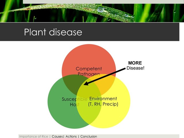 Plant disease
Competent
Pathogen
Susceptible
Host
Environment
(T, RH, Precip)
Disease!
MORE
Importance of Rice | Causes| Actions | Conclusion
