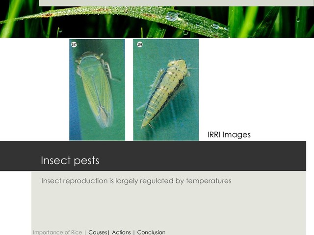 Insect pests
Insect reproduction is largely regulated by temperatures
IRRI Images
Importance of Rice | Causes| Actions | Conclusion
