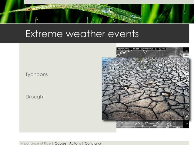 Extreme weather events
Typhoons
Drought
Importance of Rice | Causes| Actions | Conclusion
