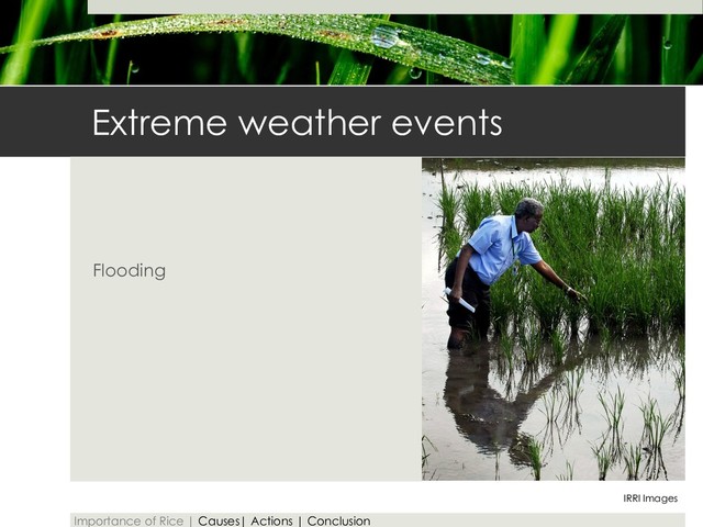 Extreme weather events
Flooding
IRRI Images
Importance of Rice | Causes| Actions | Conclusion
