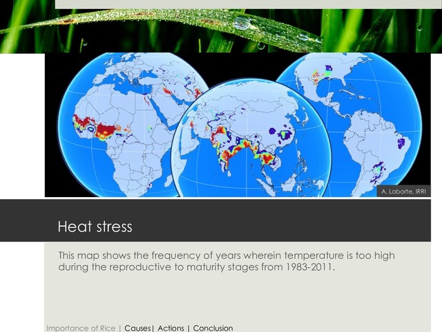 Heat stress
This map shows the frequency of years wherein temperature is too high
during the reproductive to maturity stages from 1983-2011.
A. Laborte, IRRI
Importance of Rice | Causes| Actions | Conclusion
