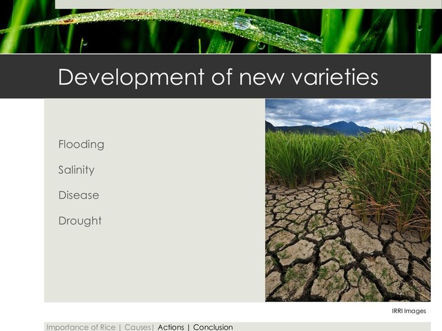 Development of new varieties
Flooding
Salinity
Disease
Drought
IRRI Images
Importance of Rice | Causes| Actions | Conclusion
