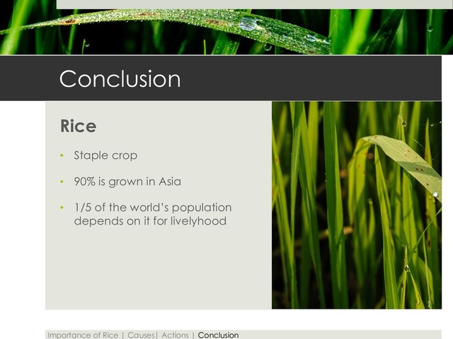 Conclusion
Rice
• Staple crop
• 90% is grown in Asia
• 1/5 of the world’s population
depends on it for livelyhood
Importance of Rice | Causes| Actions | Conclusion
