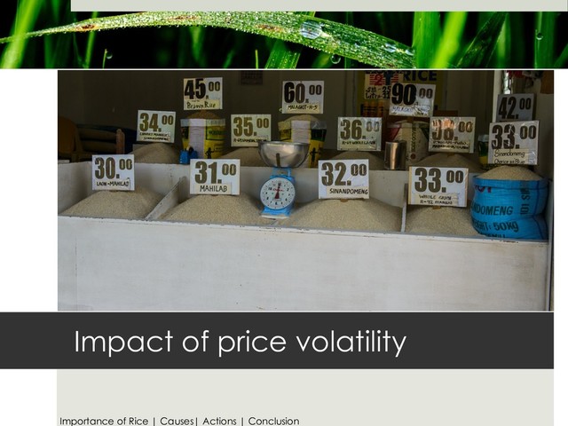 Impact of price volatility
Importance of Rice | Causes| Actions | Conclusion
