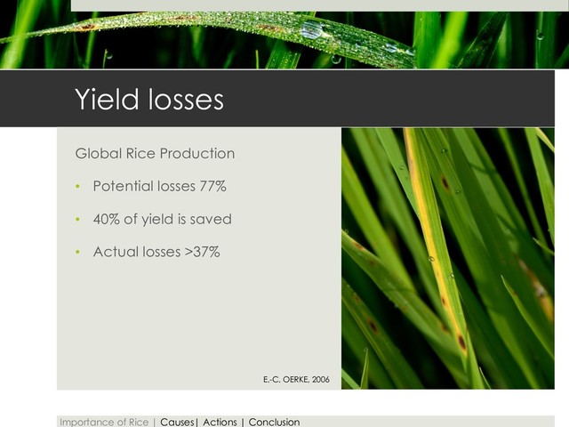 Yield losses
Global Rice Production
• Potential losses 77%
• 40% of yield is saved
• Actual losses >37%
E.-C. OERKE, 2006
Importance of Rice | Causes| Actions | Conclusion
