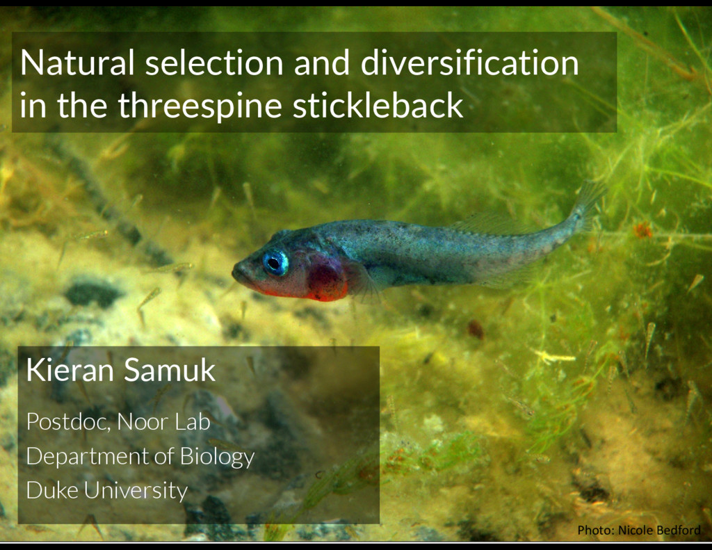 Natural selection and diversification in the threespine stickleback ...