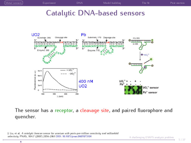 Metal sensors Experiment DNA Model building The ﬁt Post mortem
Catalytic DNA-based sensors
The sensor has a receptor, a cleavage site, and paired ﬂuorophore and
quencher.
5 / 37
A challenging EXAFS analysis problem
J. Liu, et al. A catalytic beacon sensor for uranium with parts-per-trillion sensitivity and millionfold
selectivity PNAS, 104:7 (2007) 2056-2061 DOI: 10.1073/pnas.0607875104
